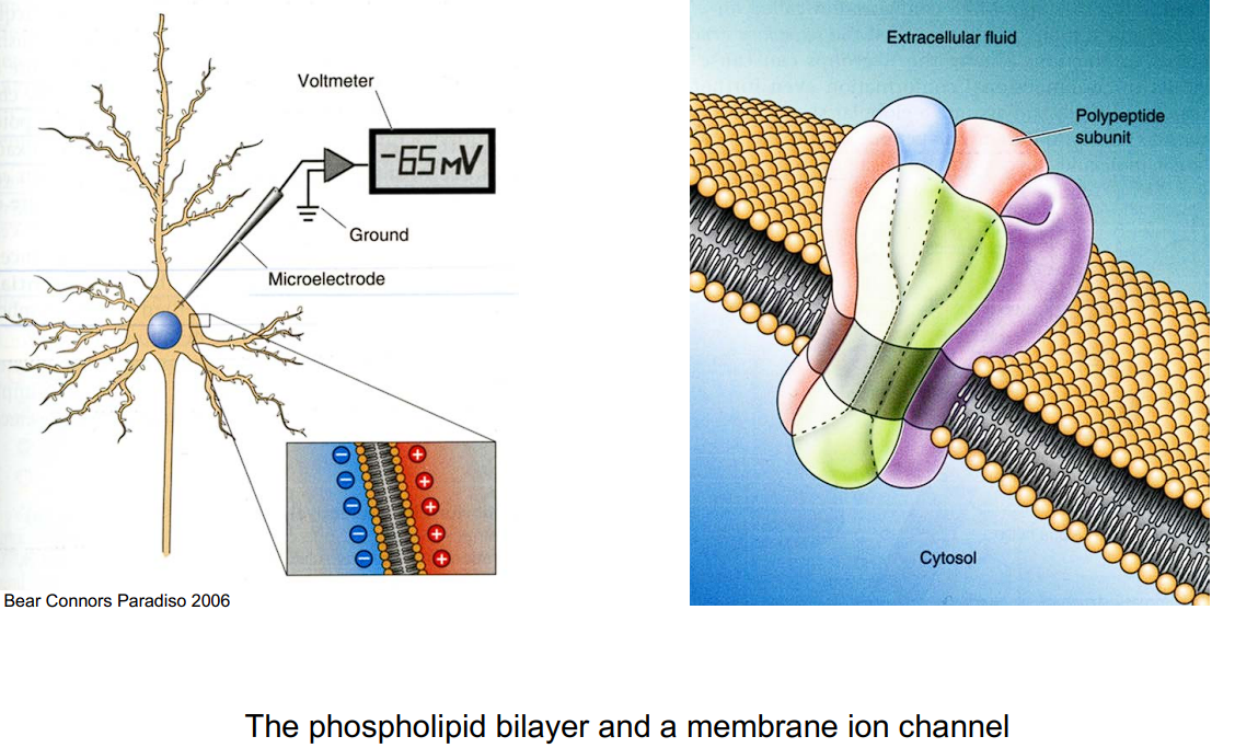 cell membrane.png